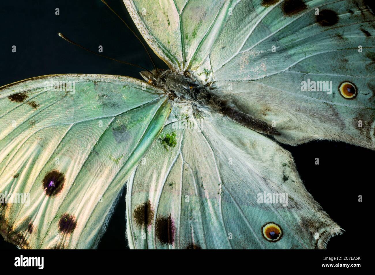 Macro Foto di una Madre verde iridata di Perla Butterfly. Foto Stock