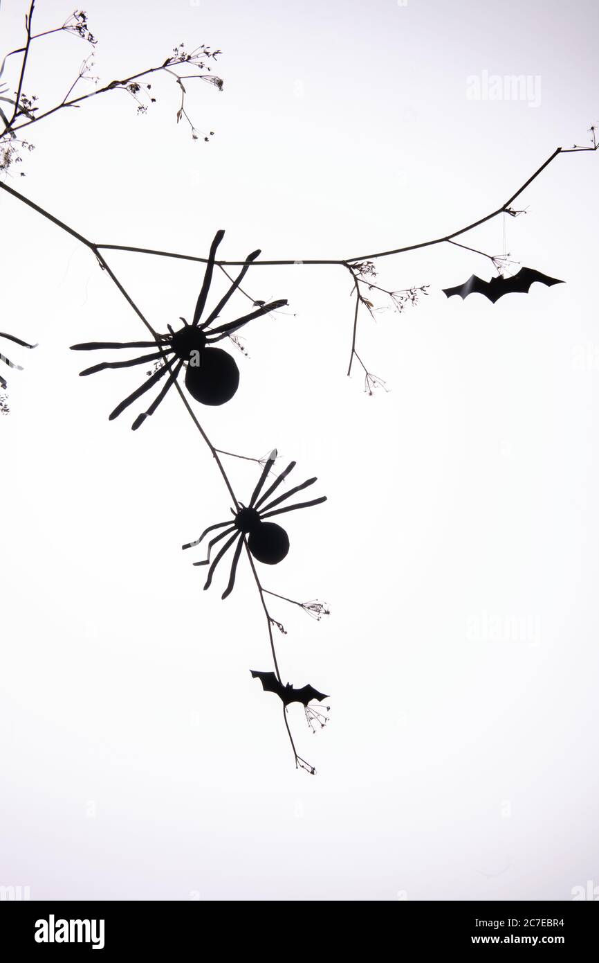 Ragni di carta nera che si arrampicano su un brunch con sagome di pipistrelli su sfondo bianco. Poster minamale di Halloween, fai da te Foto stock - Alamy