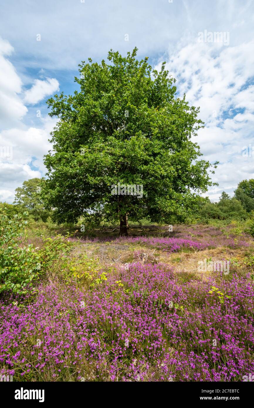 Vista di Yateley Common, una zona di brughiera pianeggiante con erica campana fiorita e un albero di quercia matura durante l'estate, Hampshire, Regno Unito Foto Stock