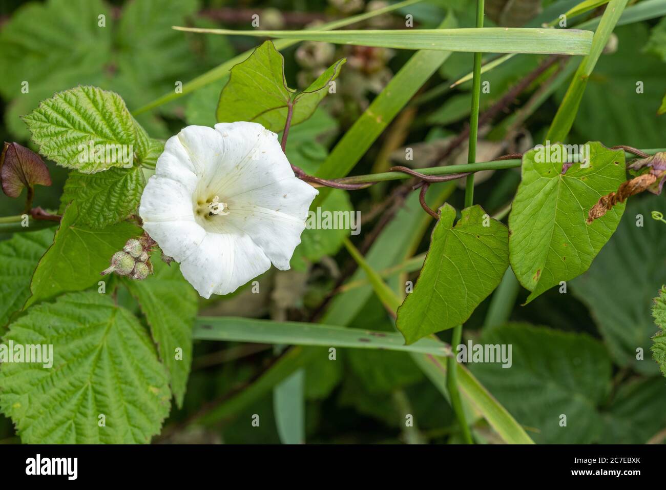 Siepe bindweed o bellbind (Calistegia sepium) con fiori bianchi intrecciati intorno a bramble, Regno Unito durante l'estate Foto Stock