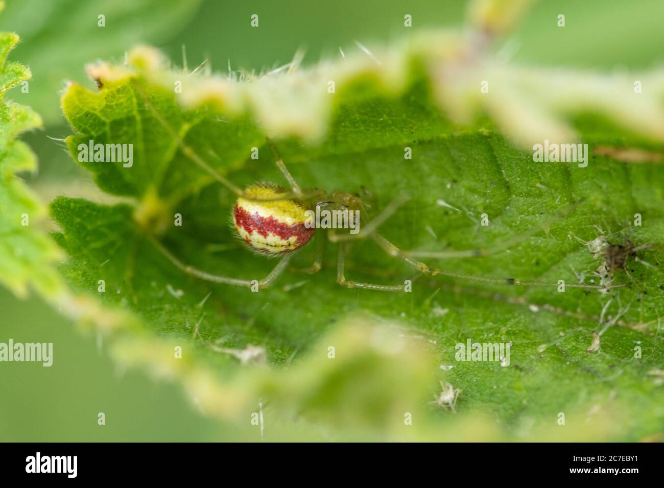 Common Candy-Striped Spider (Enoplognatha ovata) su foglia di bramble, Regno Unito Foto Stock