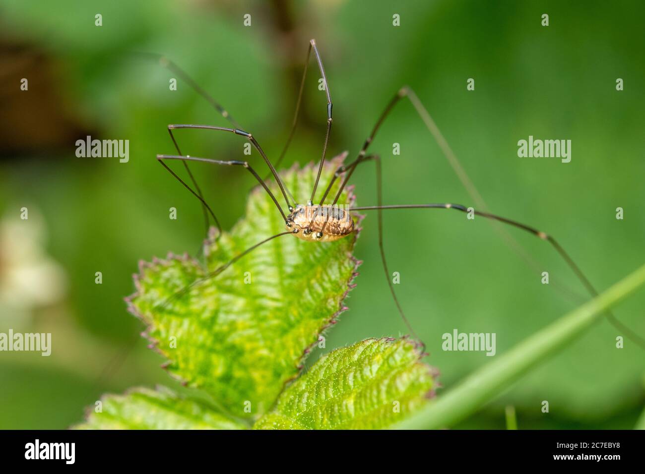 Primo piano di un ragno di armatore, Regno Unito Foto Stock