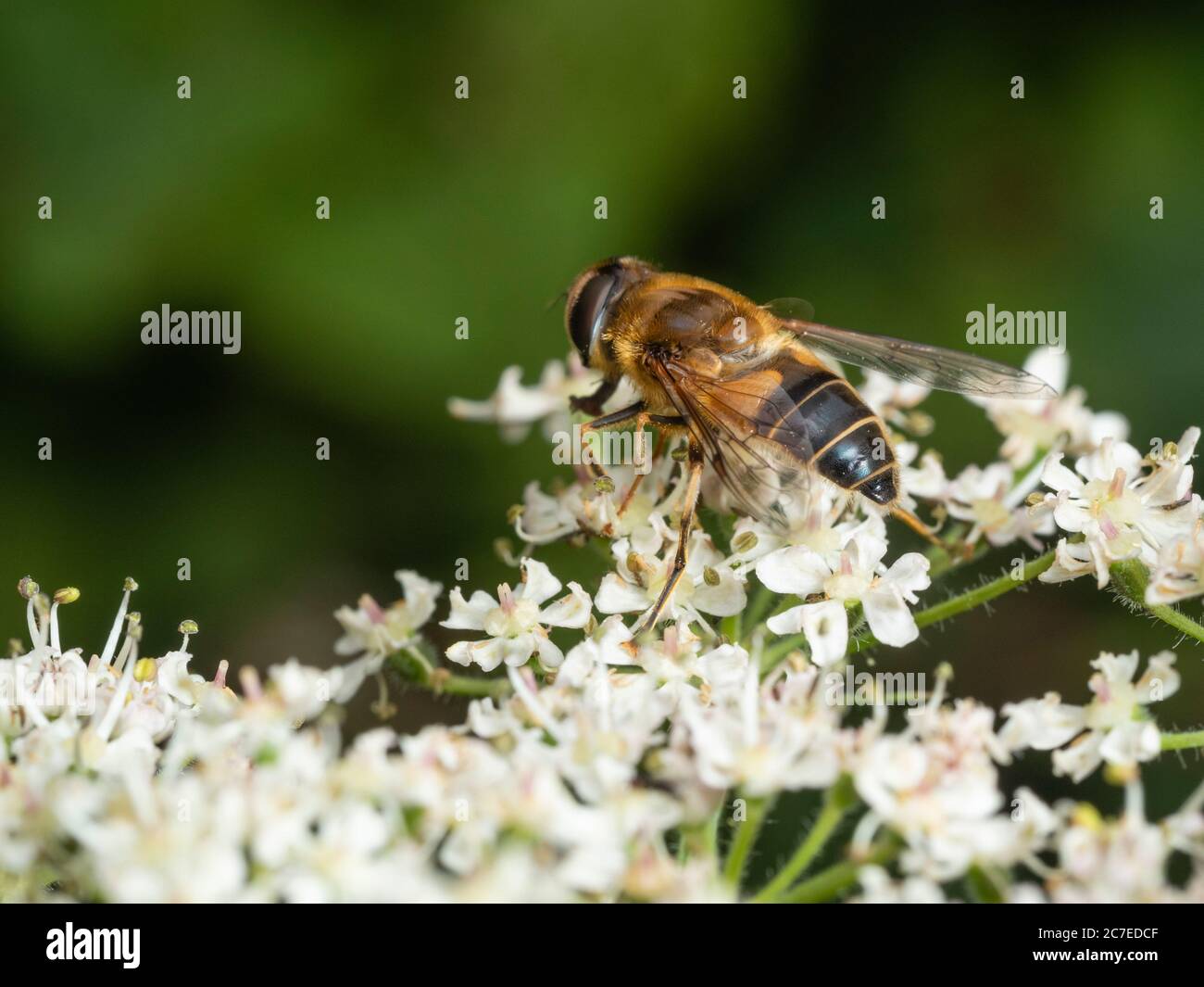 Maschio UK hoverfly, Eristalis vernax, che si nuoccano sui fiori di alghe, Heracleum spondylium Foto Stock