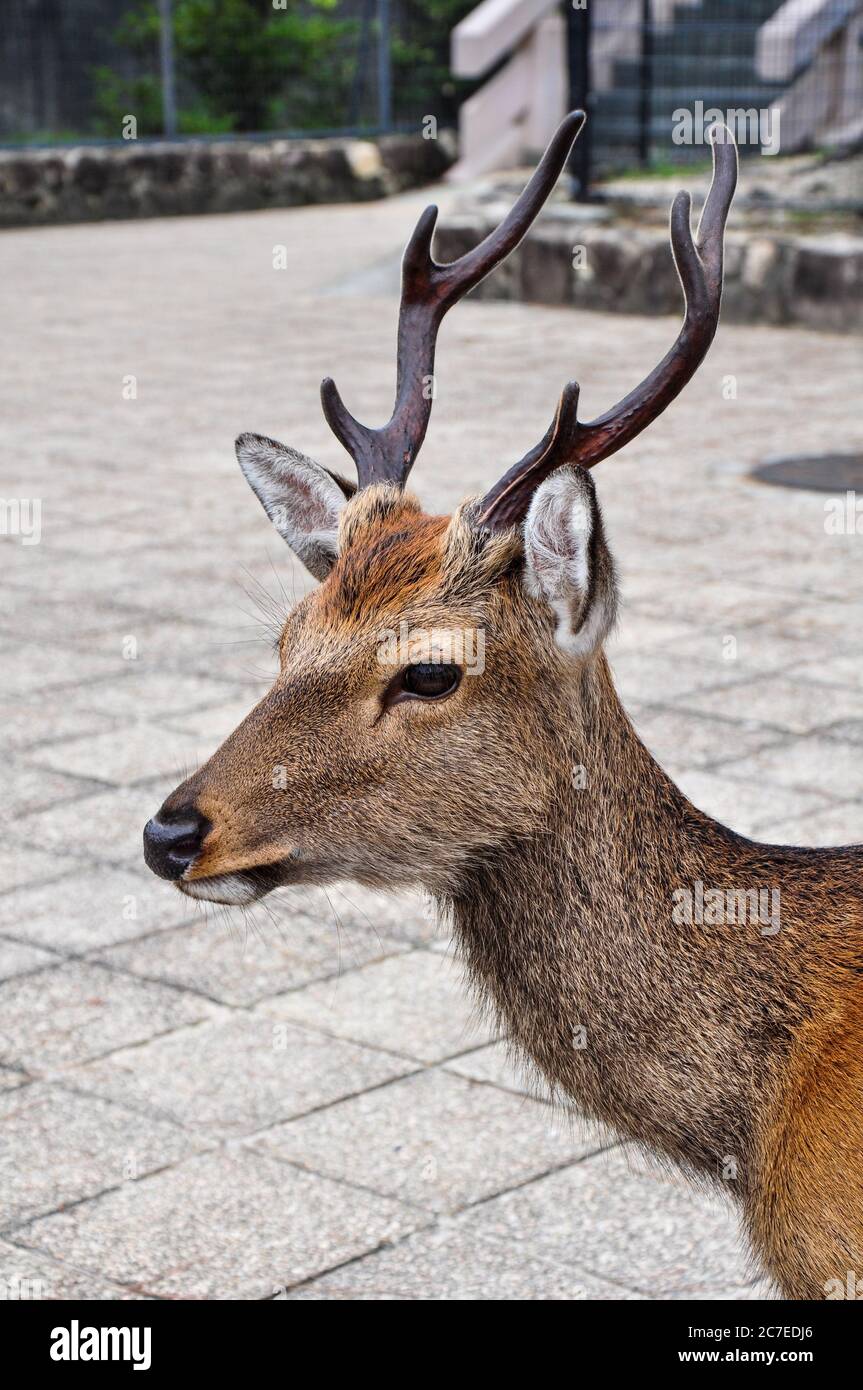 Cervi che vagano intorno a Miyajima, Giappone Foto Stock