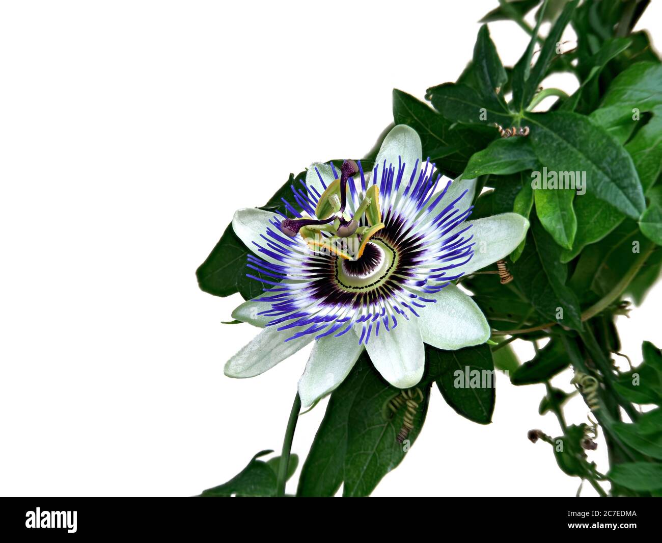 Passionflower blu, Passiflora Caerulea, casa è l'Argentina settentrionale e il Brasile meridionale. Foto Stock