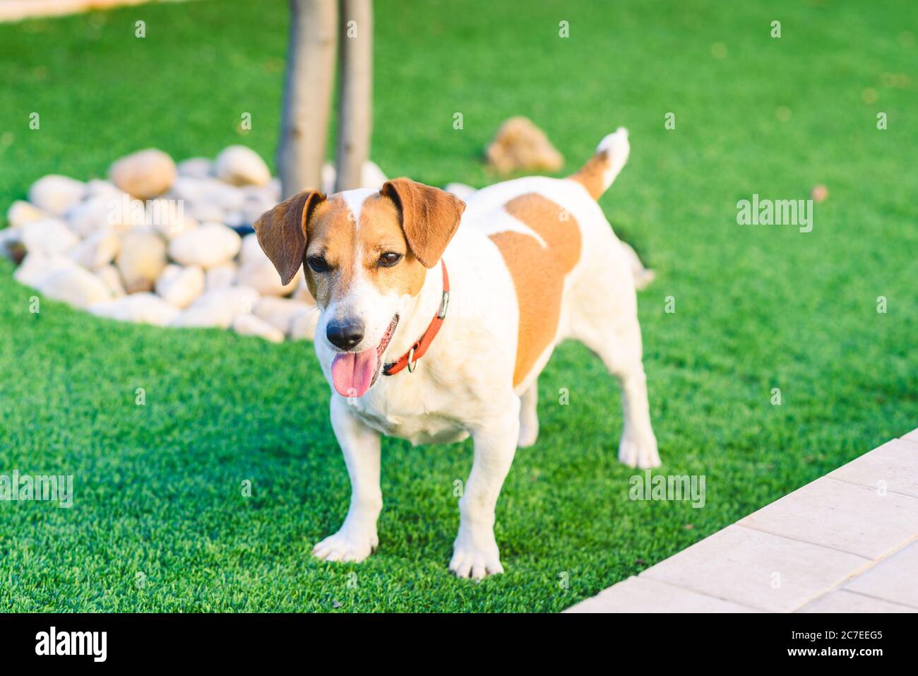 Cane giocando al di fuori di sorrisi. Jack Russel Terrier pet guardando la telecamera. Close-up di un giovane cane giocare all'aperto in natura fuori la sua lingua. Foto Stock