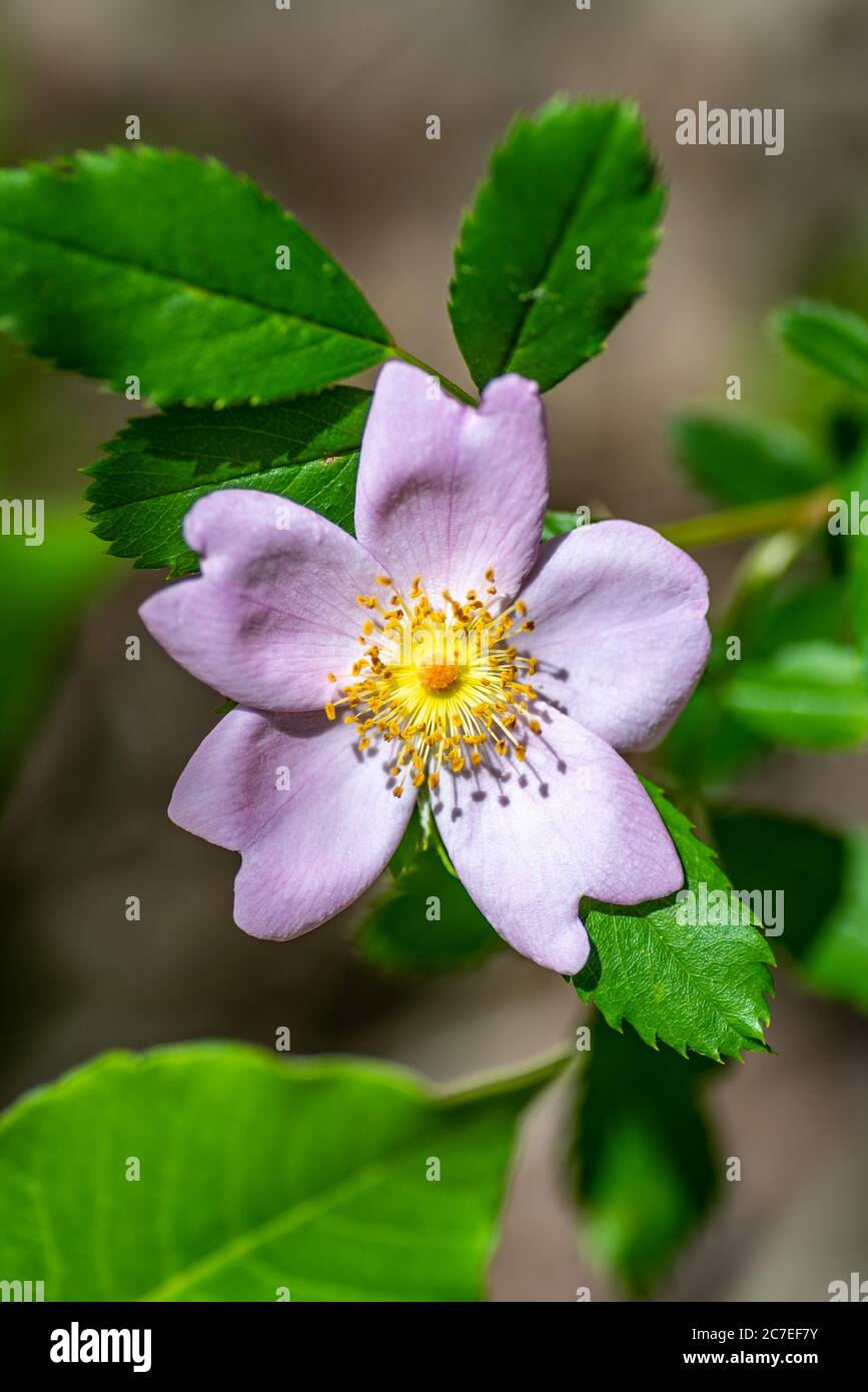 Primo piano di un fiore di rose selvatiche Foto Stock