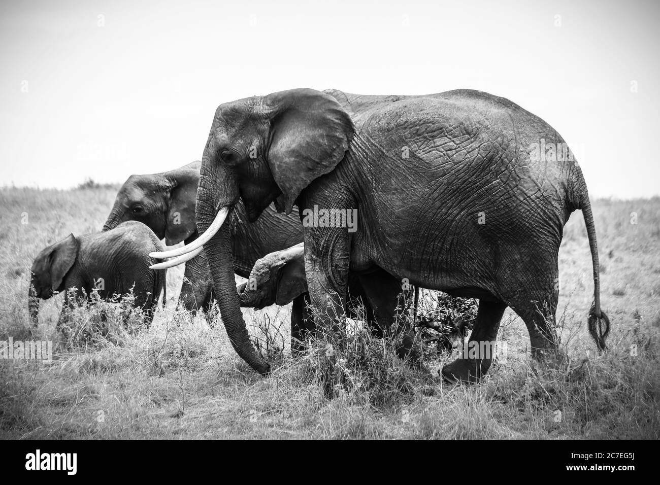 Scala di grigi colpo di una famiglia di elefanti nel campo con cespugli sotto il cielo limpido Foto Stock