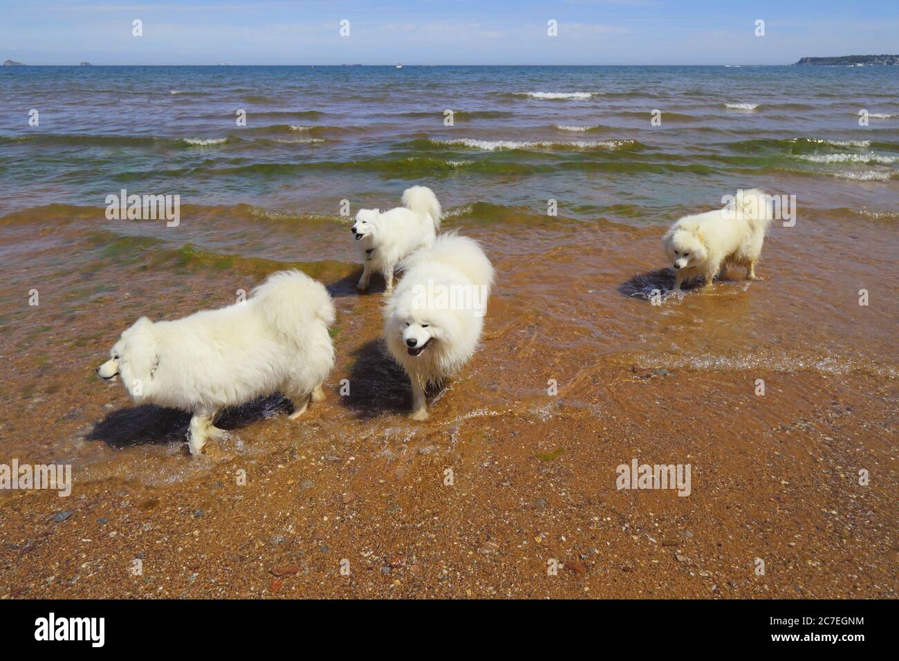 Gruppo di cani Samoiati sulla spiaggia di Devon Foto Stock