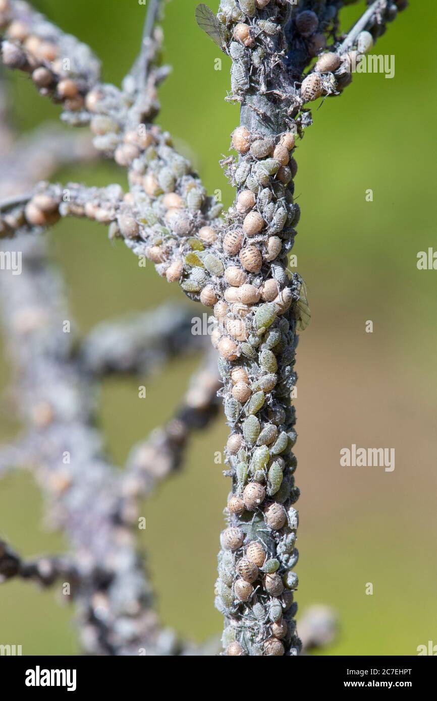 Aphis Di Cavolo Immagini E Fotografie Stock Ad Alta Risoluzione Alamy aphis-di-cavolo-immagini-e-fotografie-stock-ad-alta-risoluzione-alamy