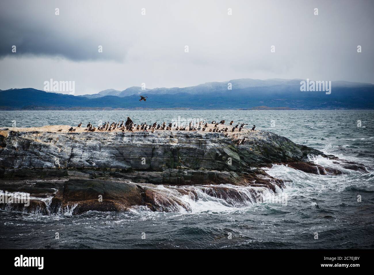 Isola degli uccelli artici nel canale di Beagle, Ushuaia, Argentina, Patagonia, Sud America Foto Stock