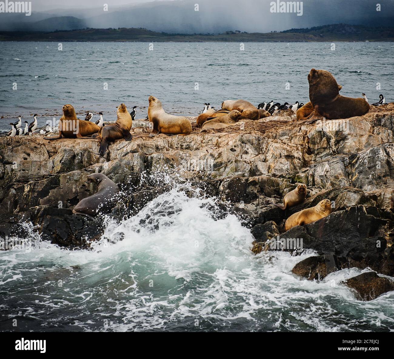 Isola dei leoni marini nel canale di Beagle, Tierra del Fuego, Argentina, Sud America Foto Stock