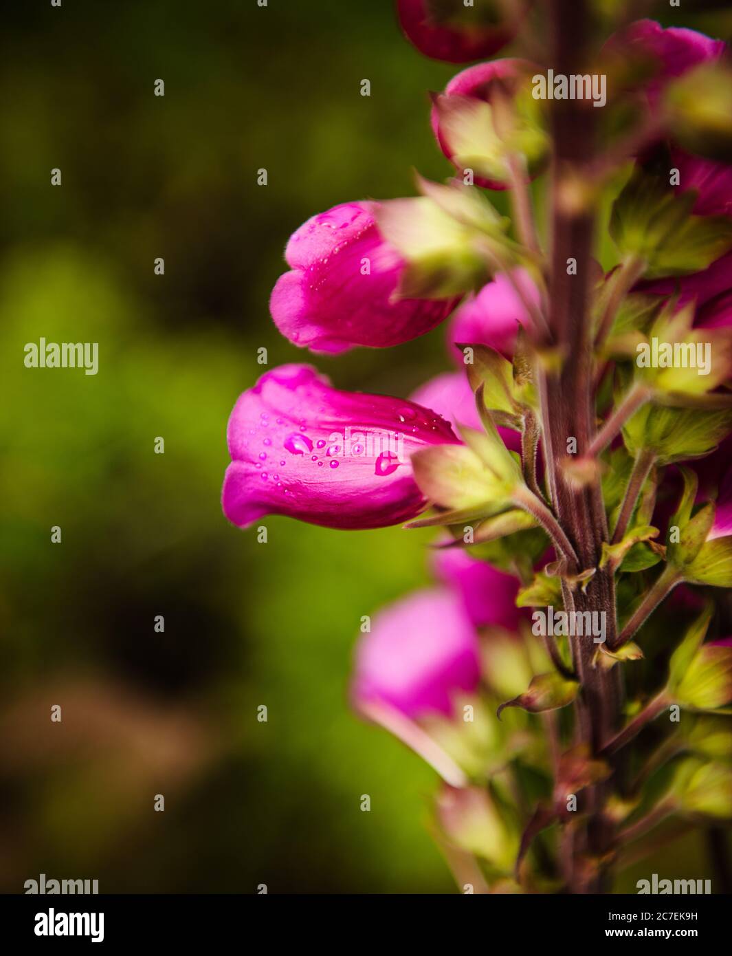 Lupin fiore dettaglio nel Parco Nazionale Torres del Paine, Cile, Patagonia, Sud America Foto Stock