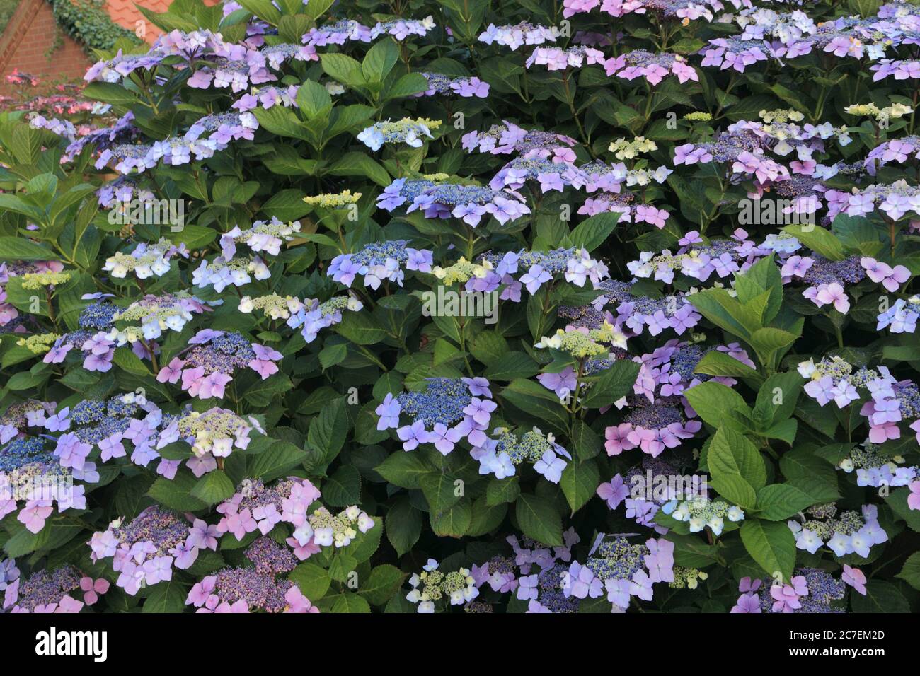 Idrangea 'Blue Wave', hortensia, blu, idrangee, piante da giardino Foto Stock