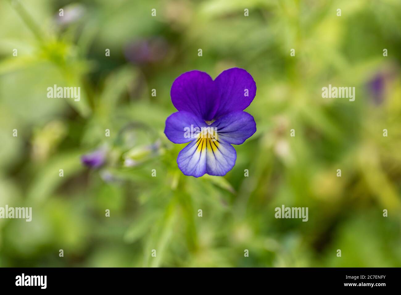 Fiore blu e giallo di Viola tricolore selvaggio conosciuto anche come Johnny Jump up, heartsease, la facilità del cuore, la gioia del cuore o il tickle-my-fantasia Foto Stock