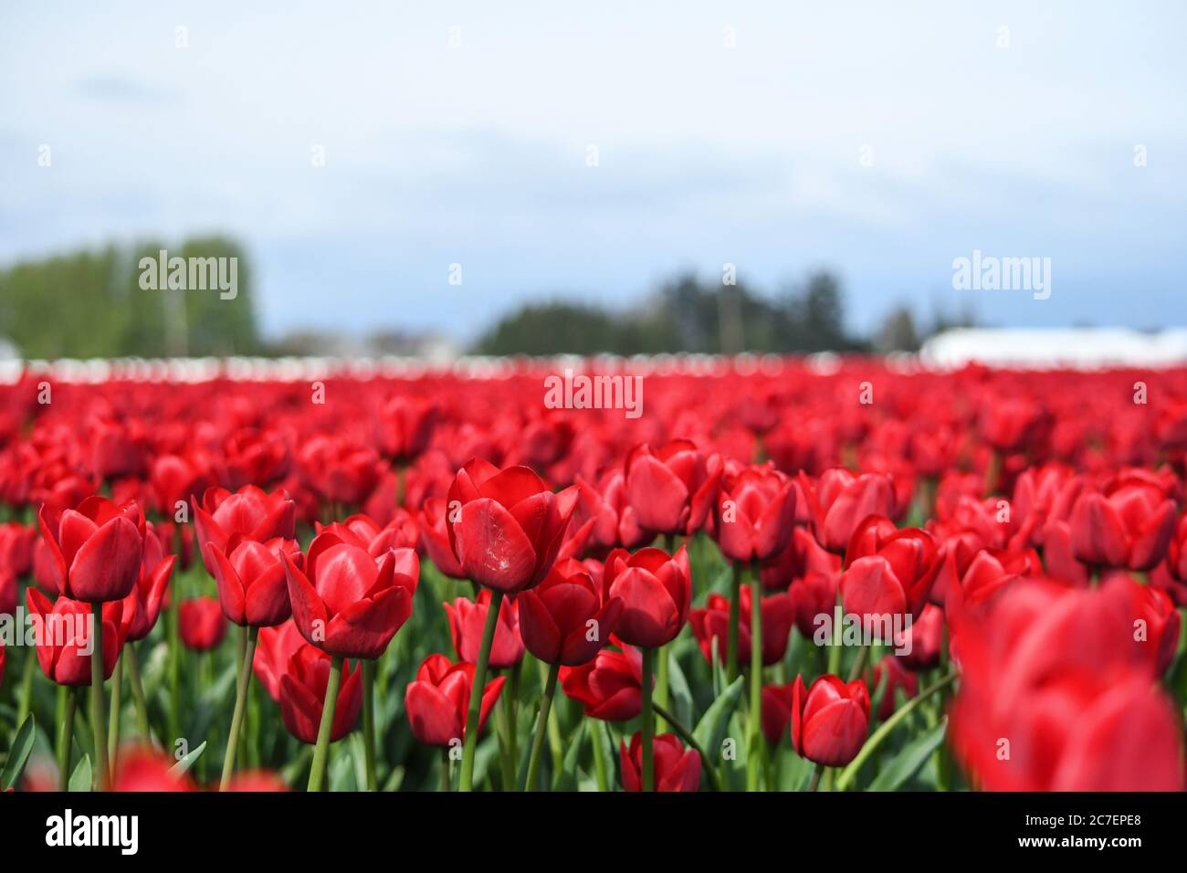 campo di tulipani rossi nel pacifico nord-ovest Foto Stock