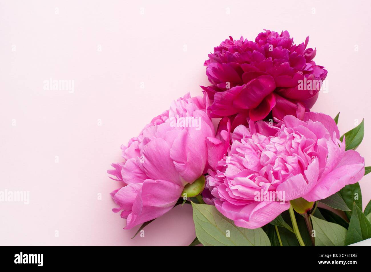 Fiori di pony rosa su sfondo rosa. Vista dall'alto, formato verticale. Concept Festa della mamma, Giornata della famiglia, San Valentino. Foto Stock