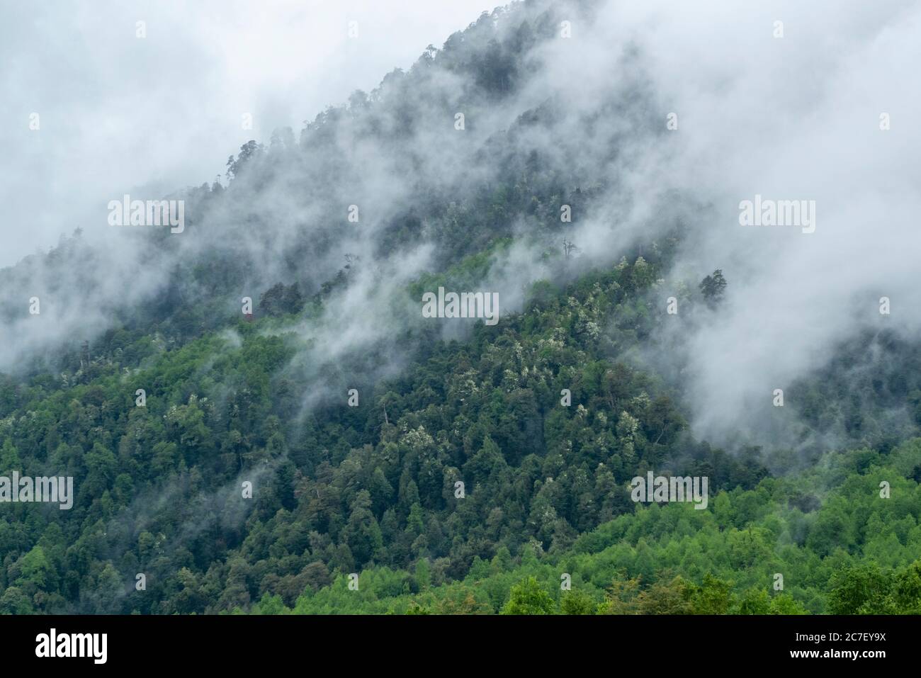 Alberi nella Riserva biologica Huilo Huilo Foto Stock