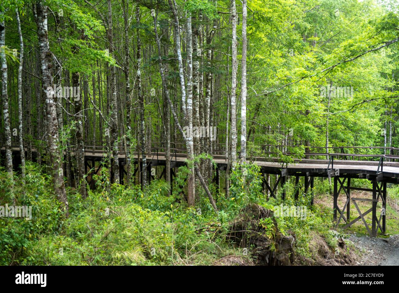 Alberi nella Riserva biologica Huilo Huilo Foto Stock