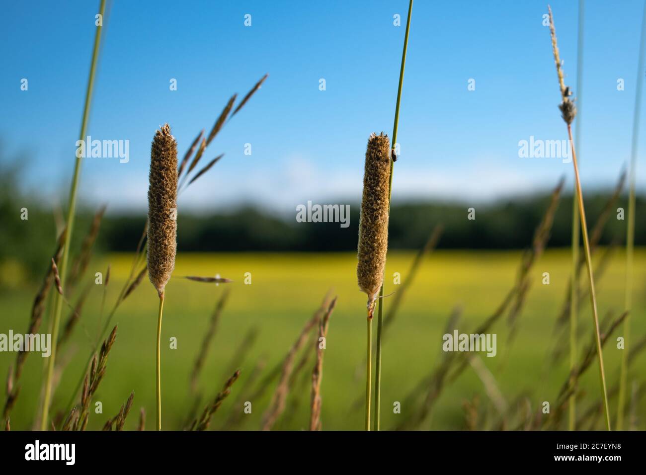 Campo e cielo blu, sfocatura dello sfondo Foto Stock