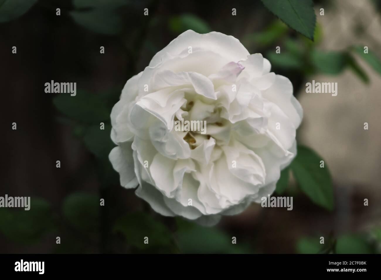 Foto in alto di un fiore bianco con sfondo sfocato Foto Stock