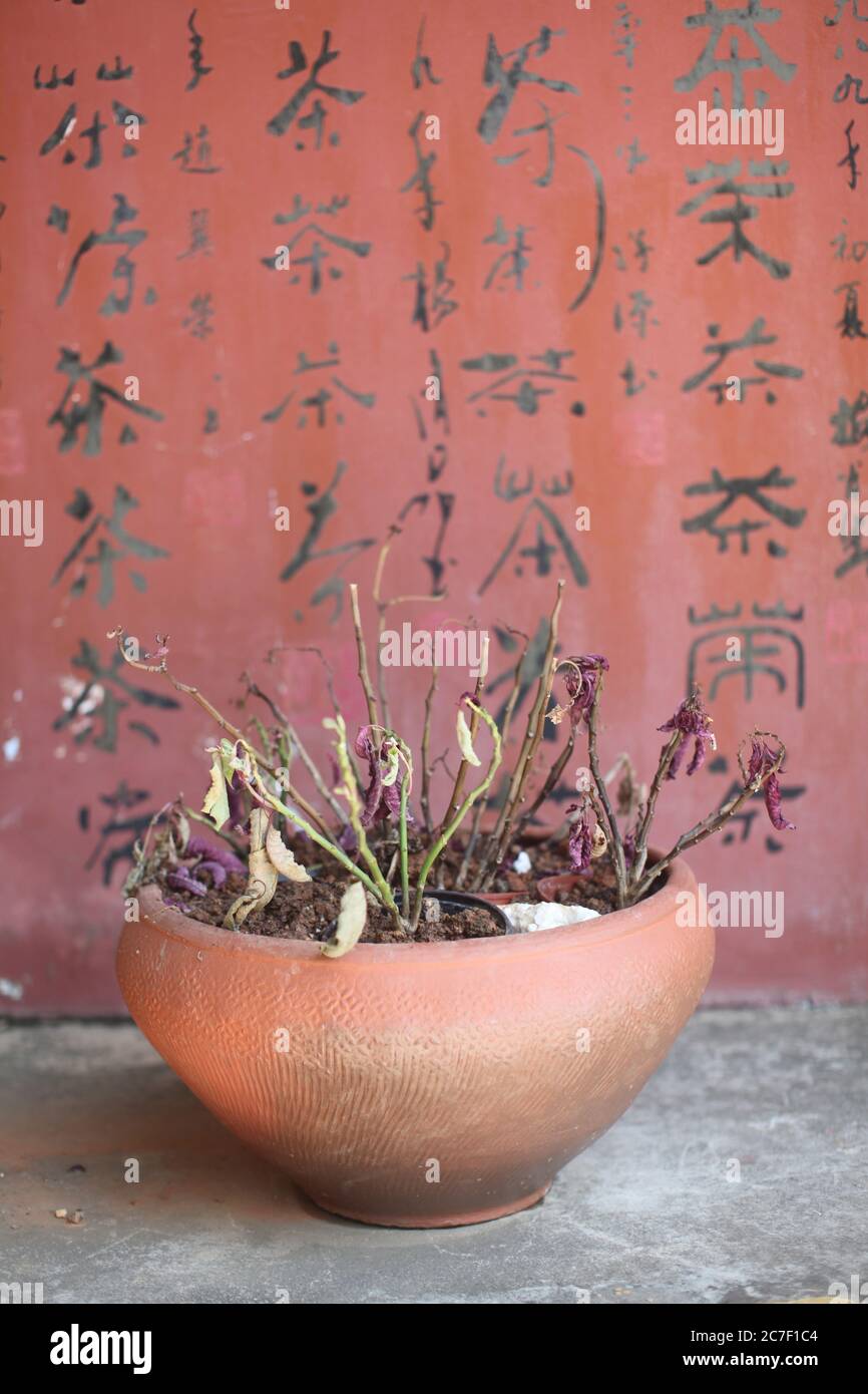 Pentola di pianta cinese Foto Stock