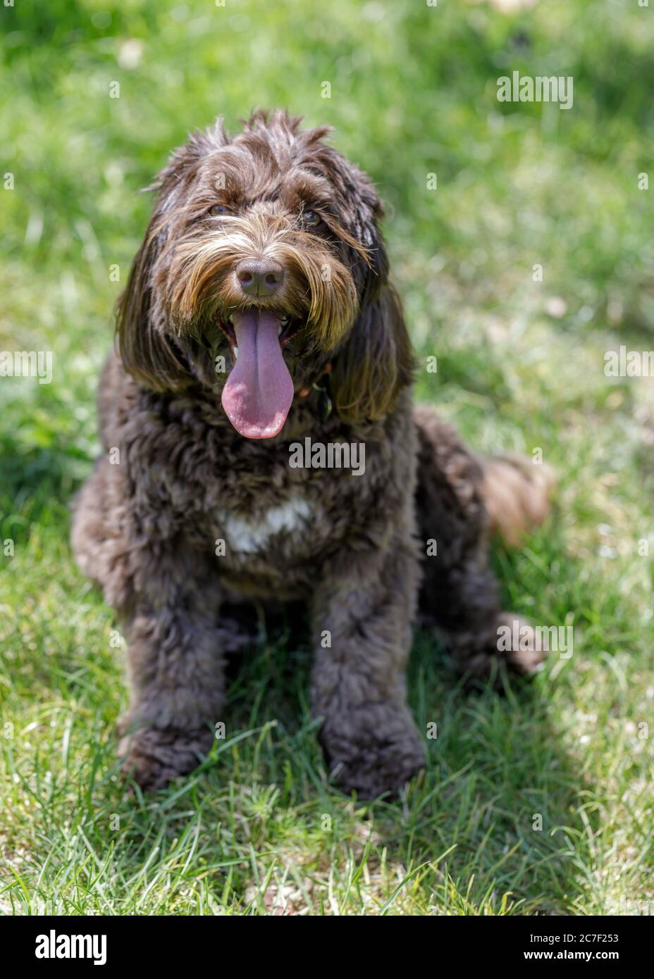 Pastore Australiano, Labrador, e Poodle Cross Breed (AKA Australian Labradoodle). Foto Stock