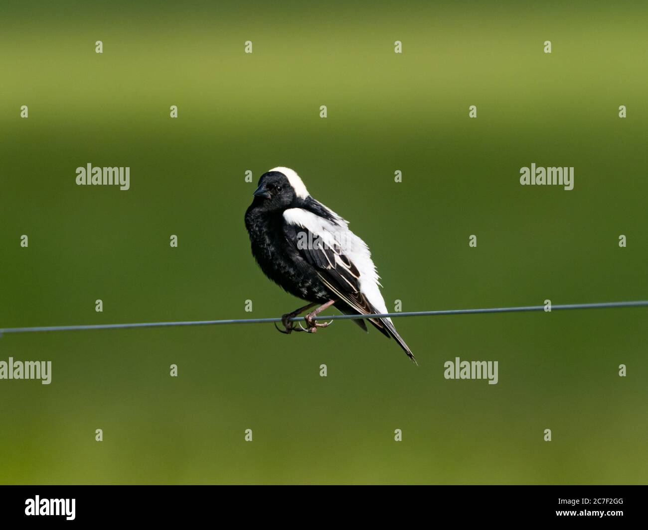 Bobolink, Dolichonyx oryzivorus, un uccello migratorio nelle praterie dell'Ohio Foto Stock