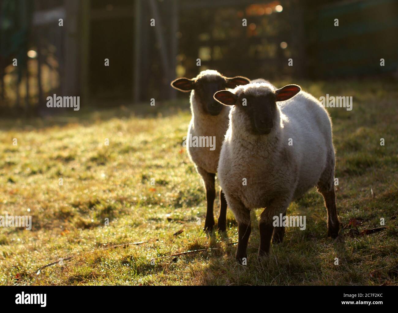Colpo orizzontale di due pecore che si accoccolano insieme per calore e. comfort in una fredda mattina sul campo Foto Stock