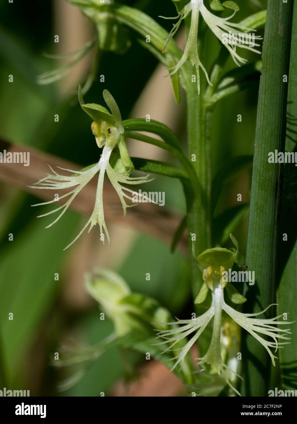 Orchidea frangiata, Platantera lacera, che cresce in una prateria nativa in Ohio, USA Foto Stock