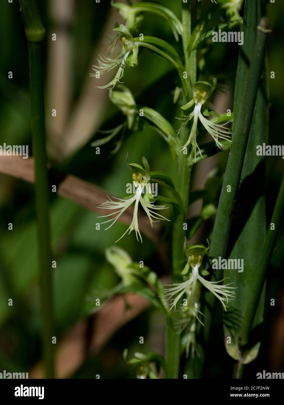 Orchidea frangiata, Platantera lacera, che cresce in una prateria nativa in Ohio, USA Foto Stock