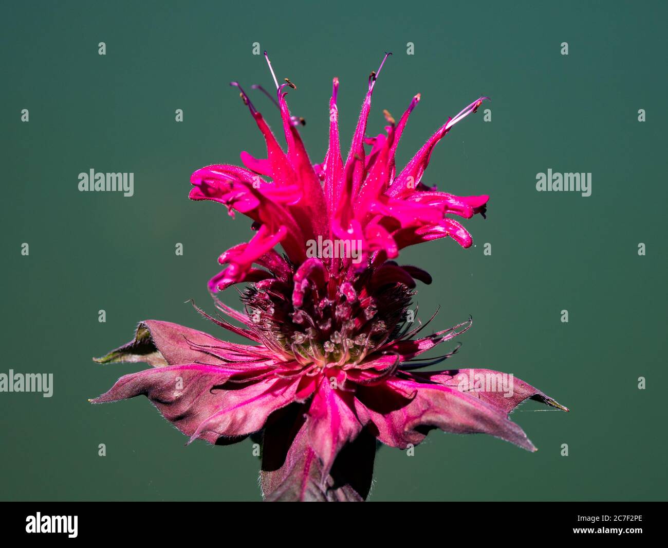 Scarlatto balsamo, Monarda didima, un fiore stupefacente che attrae colibrì Foto Stock