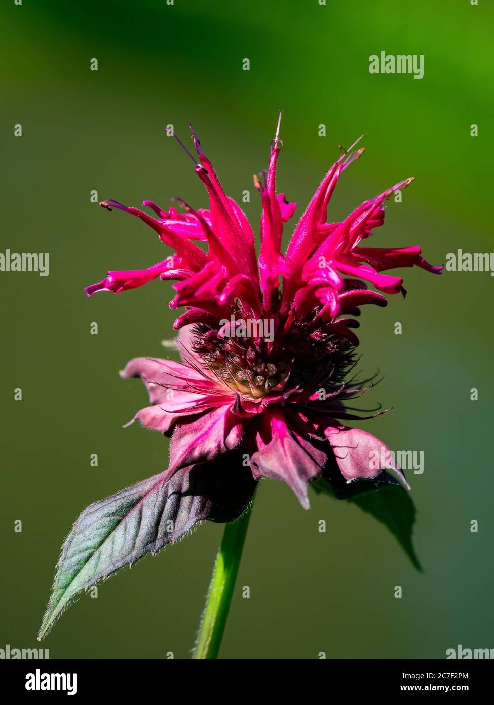 Scarlatto balsamo, Monarda didima, un fiore stupefacente che attrae colibrì Foto Stock