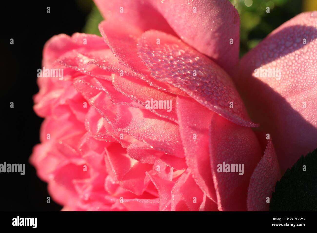 Primo piano di una bella rosa con petali viola e gocce di rugiada durante giorno Foto Stock
