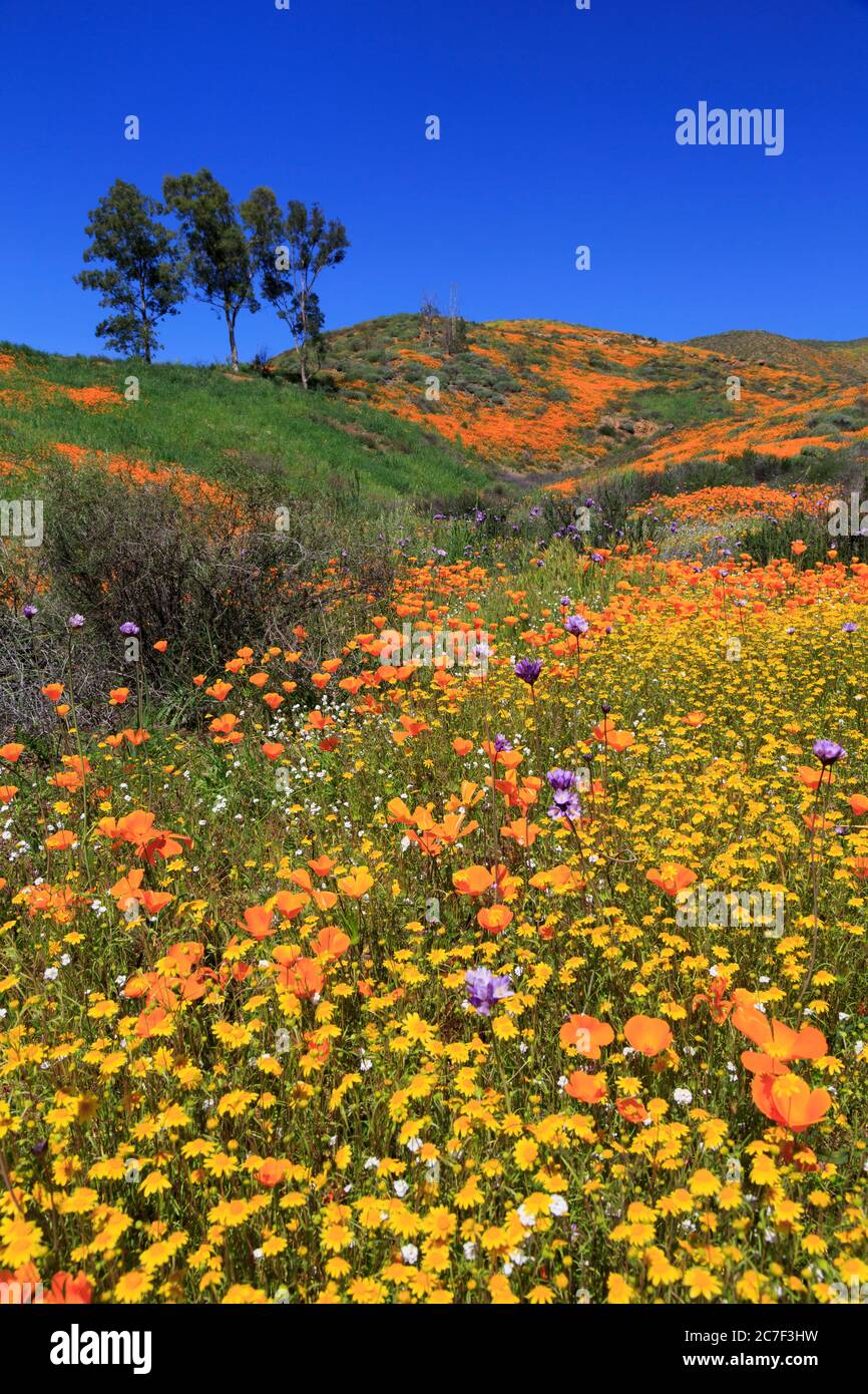 Walker Canyon, Lake Elsinore, California, Stati Uniti Foto Stock