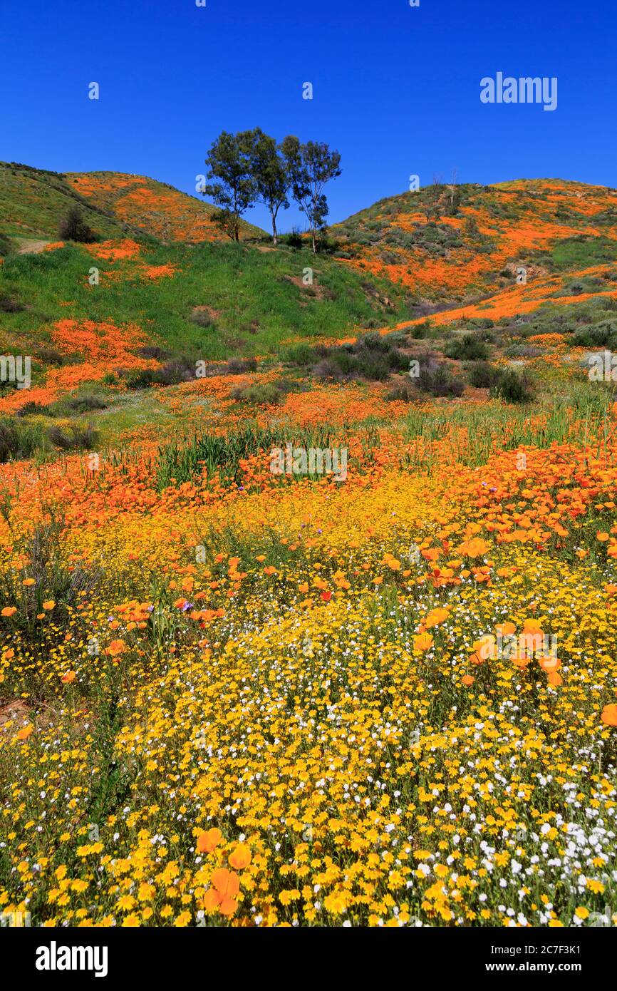 Walker Canyon, Lake Elsinore, California, Stati Uniti Foto Stock