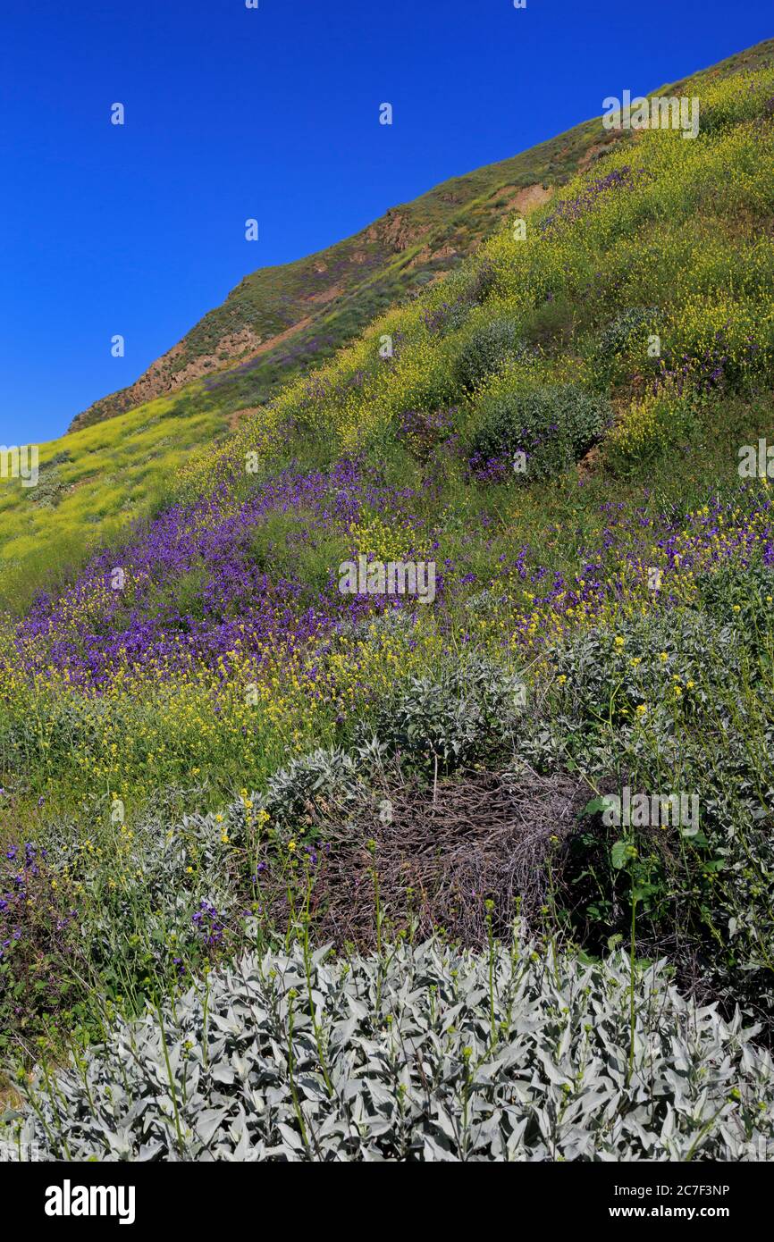California Bluebells, San Jacinto Mountains, Riverside County, California, Stati Uniti Foto Stock