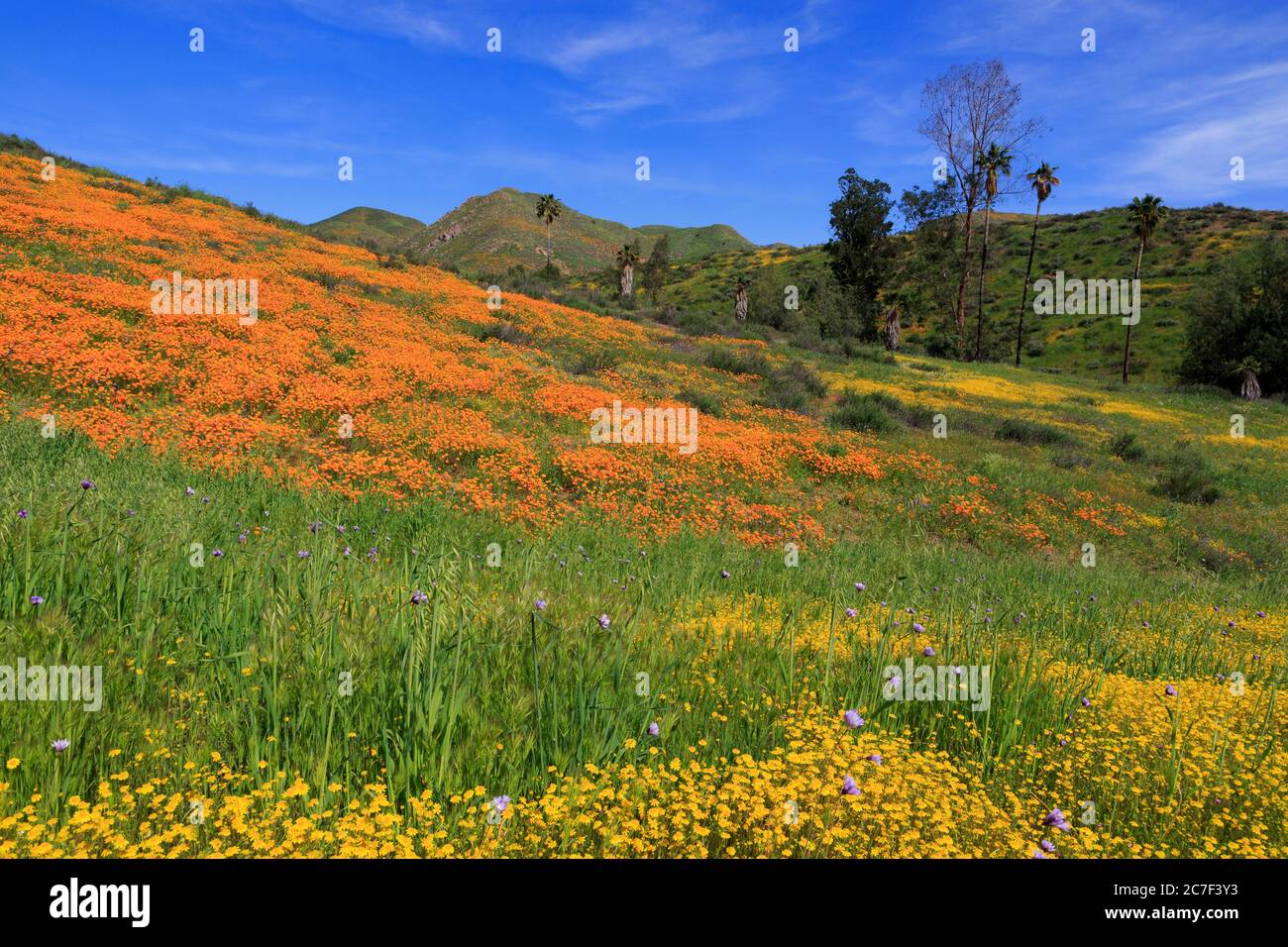 Poppies & Goldfields, Walker Canyon, Lake Elsinore, Riverside County, California, Stati Uniti Foto Stock