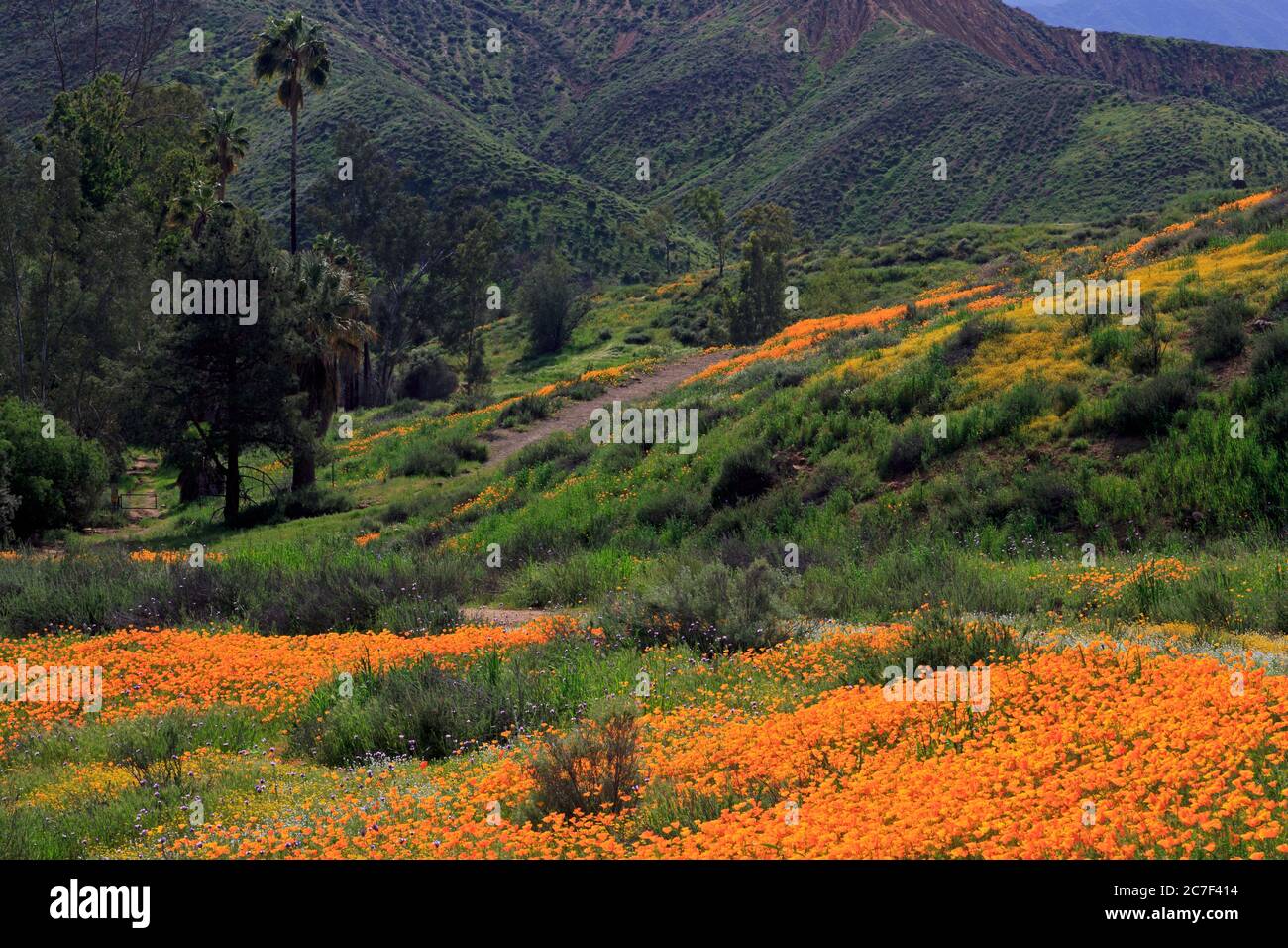 Poppies, Walker Canyon, Lake Elsinore, Riverside County, California, Stati Uniti Foto Stock