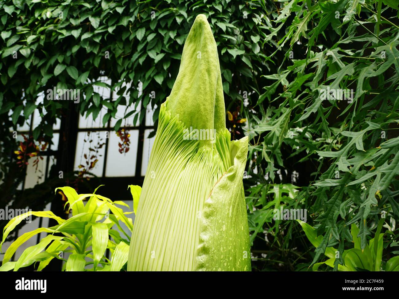 Primo piano di una grande pianta di Titan Arum da Sumatra, Indonesia Foto Stock