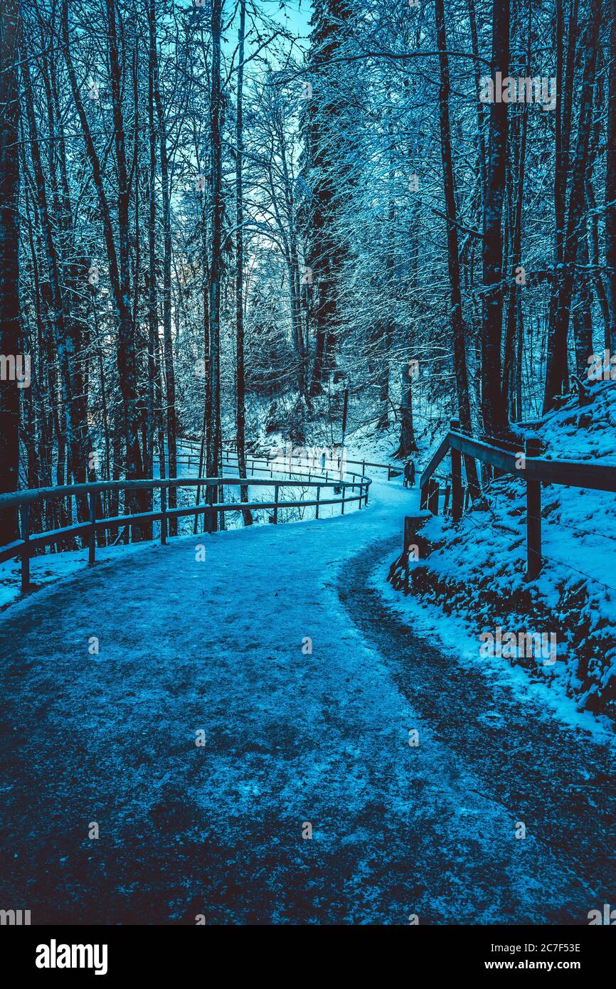 Scatto verticale di una strada ghiacciata nevosa al centro di una foresta con alberi alti che circondano il percorso Foto Stock
