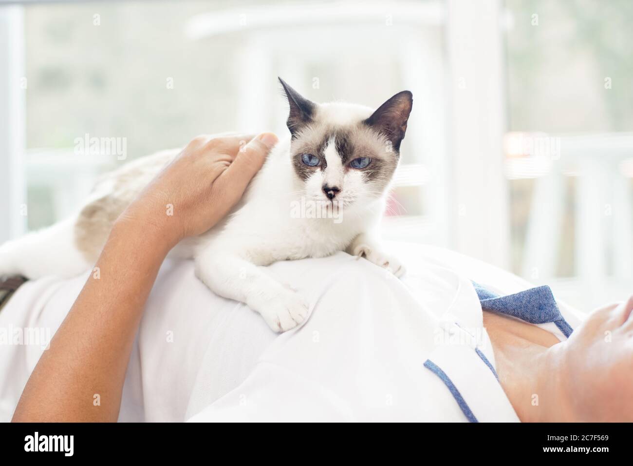 Uomo asiatico con gatto anziano sdraiato sul petto a casa. Foto Stock