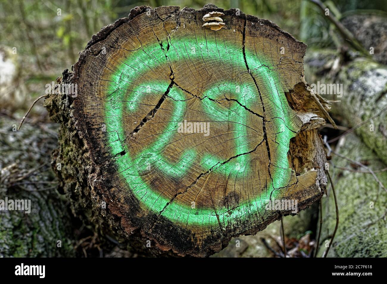 Colpo di closeup di un ceppo di legno con un numero spruzzato su di esso e uno sfondo sfocato Foto Stock