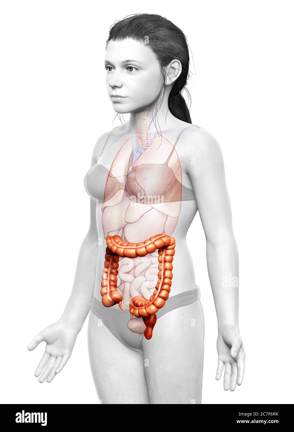 rappresentazione 3d, rappresentazione accurata dal punto di vista medico dell'anatomia dell'intestino crasso della ragazza Foto Stock