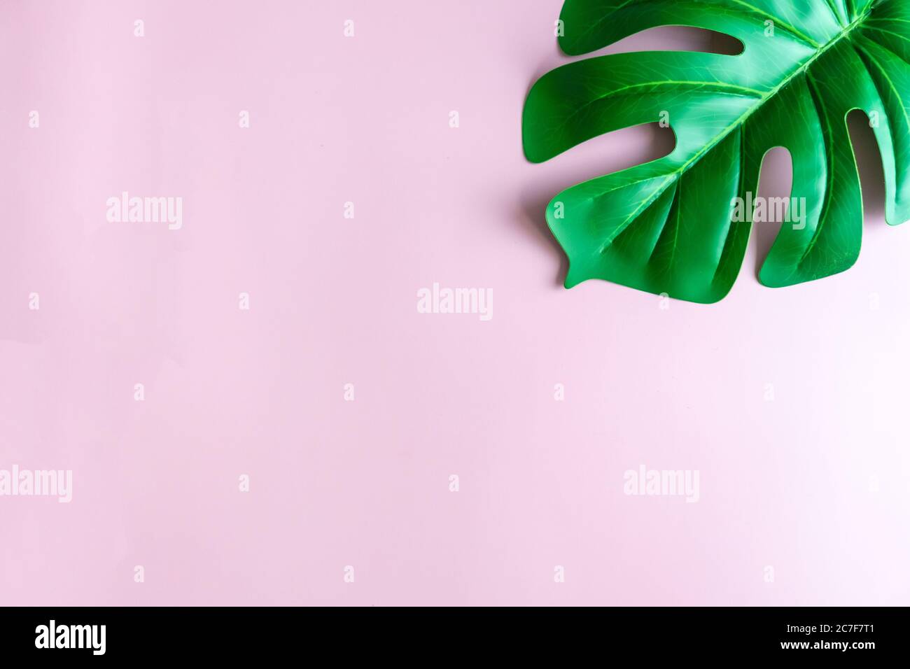 Vista dall'alto della verde natura tropicale foglia su rosa pastello stile vintage tono astratto sfondo con spazio copia. Foto Stock