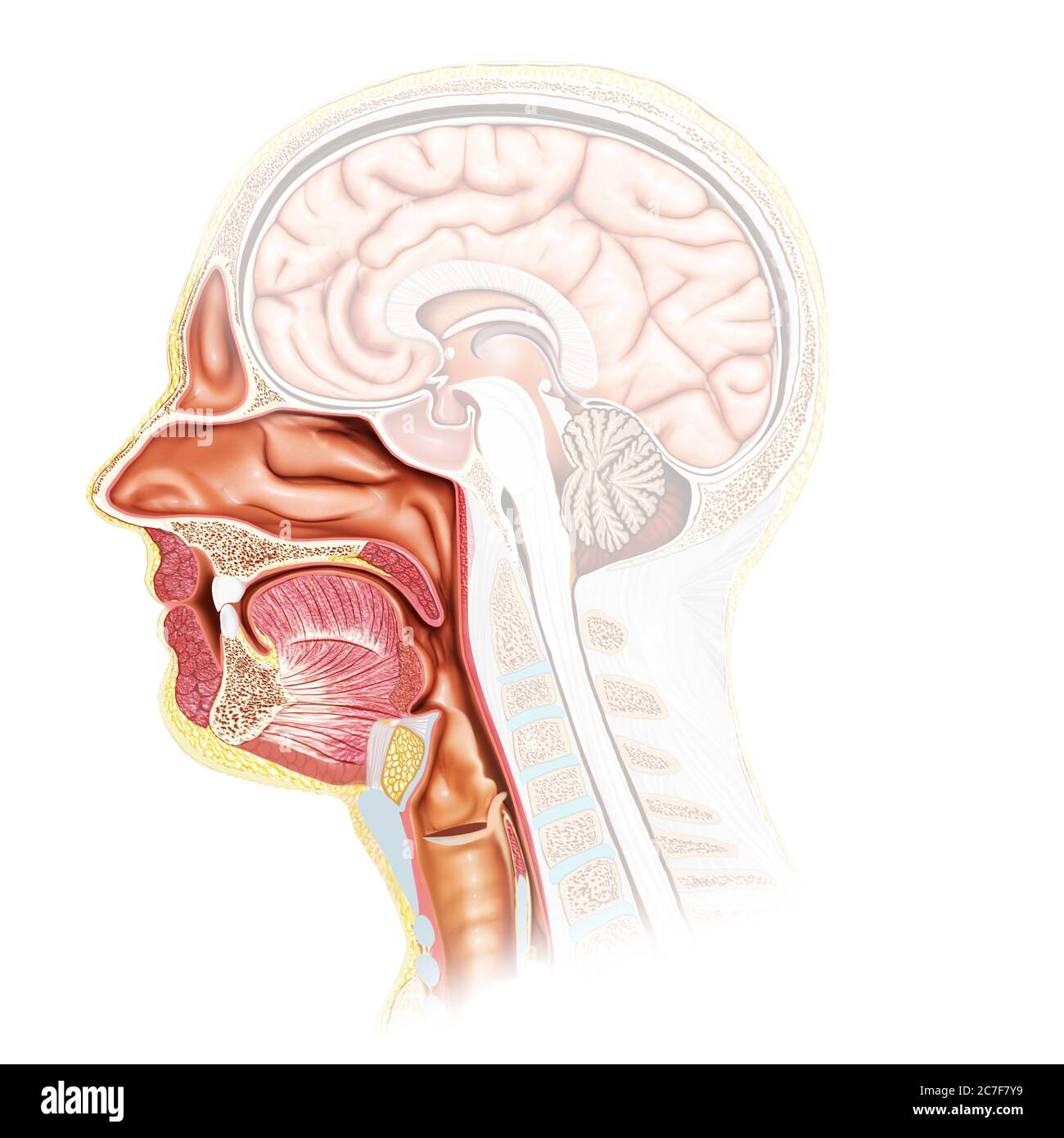 Rappresentazione 3d, rappresentazione accurata dal punto di vista medico della trachea maschile e dell'anatomia dell'esofago Foto Stock