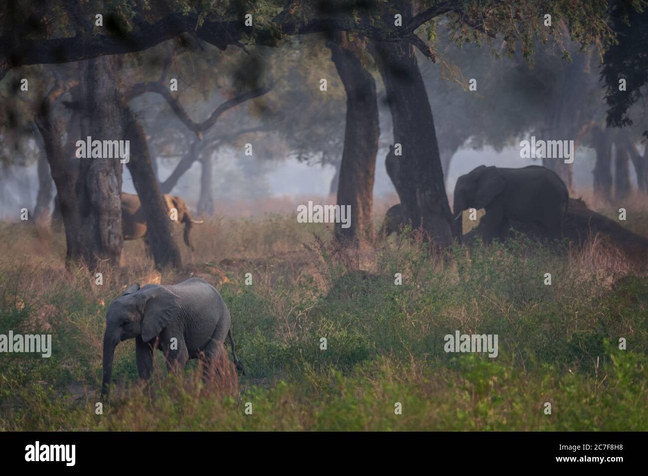 Gruppo di elefanti che camminano in una foresta vicino agli alberi con uno sfondo foggoso Foto Stock