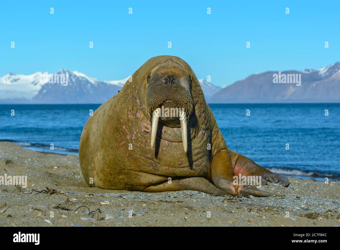 Walrus (Odobenus rosmarus) sulla spiaggia, Svalbard, Artico, Norvegia Foto Stock