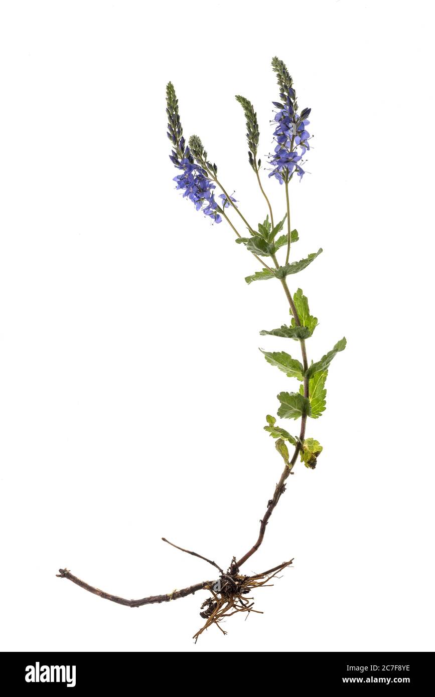 Broadleaf speedwell (Veronica austriaca) su sfondo bianco, Germania Foto Stock