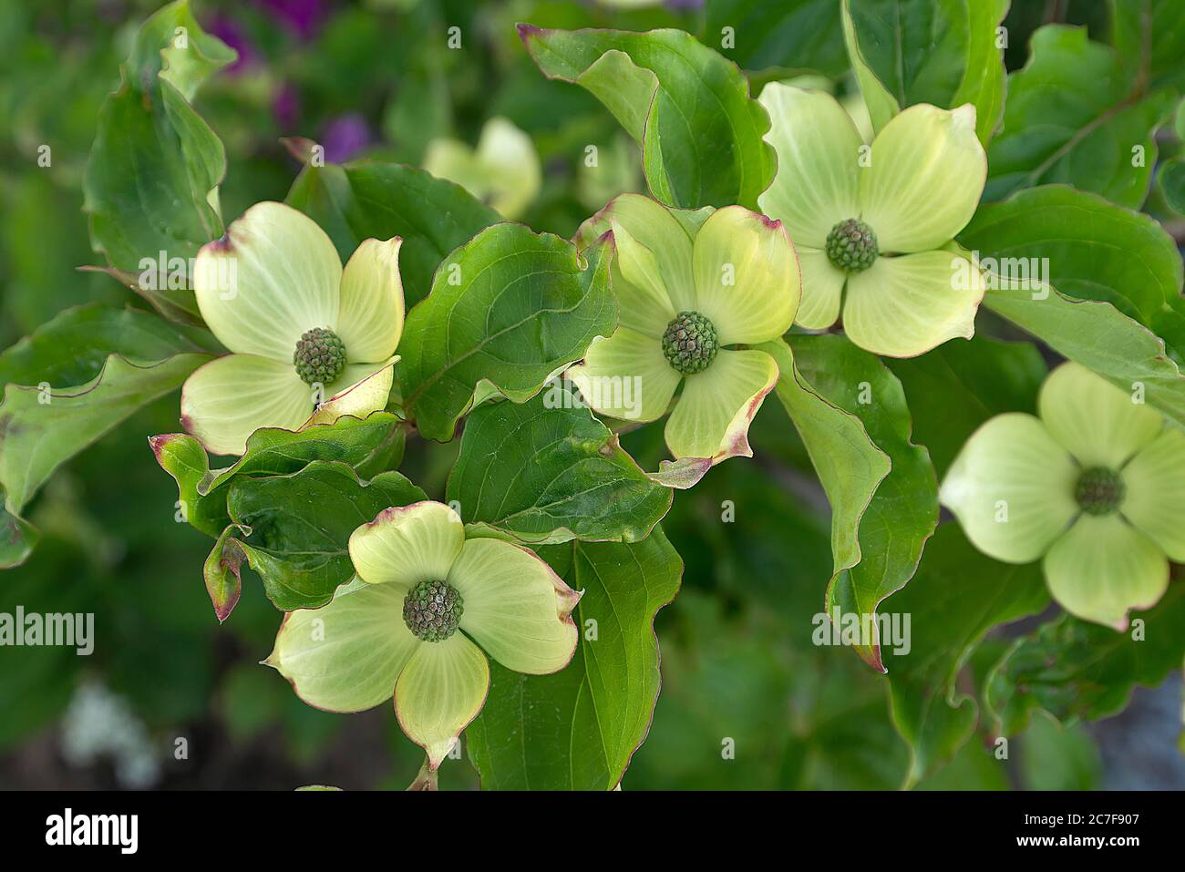 Kousa (Cornus kousa), fiori, Germania Foto Stock